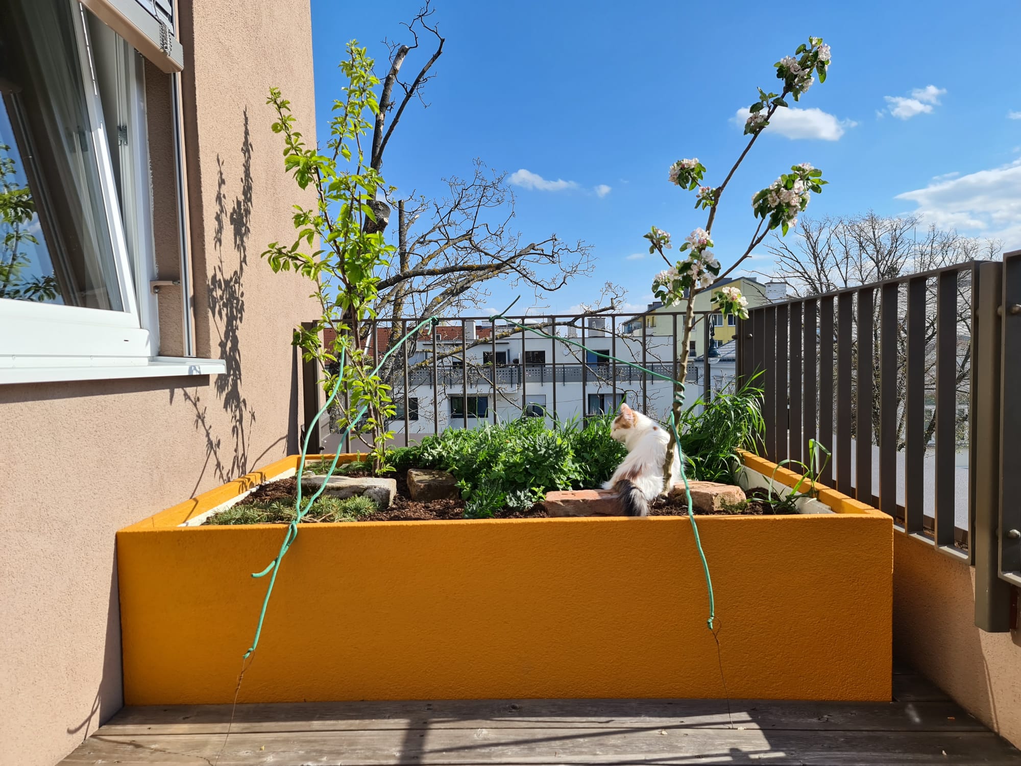 Flexi-XXL_gelb_bepflanzt auf Balkon